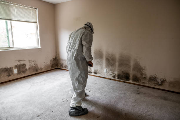 Best Specialized Mold Remediation in Lake City, GA